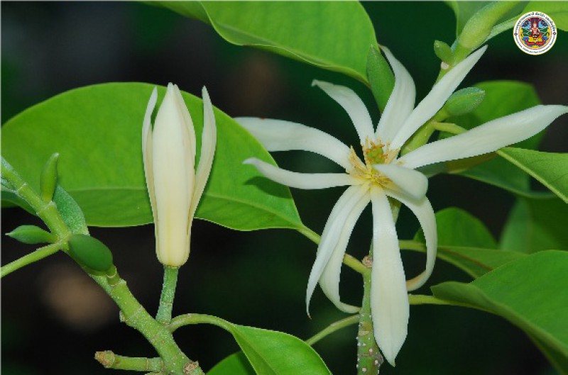 Magnolia alba