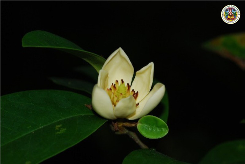 Magnolia figo