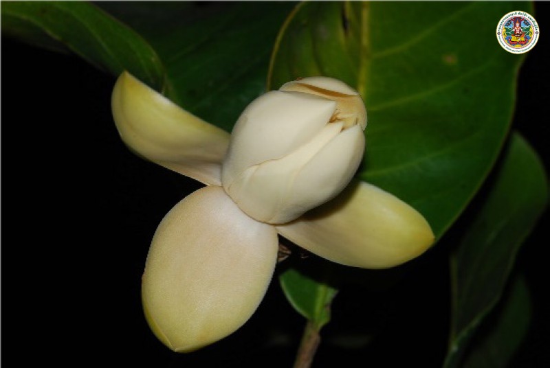Magnolia lilifera