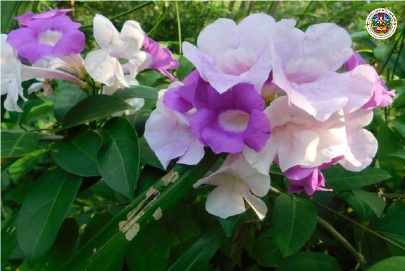 Manson alliacea 