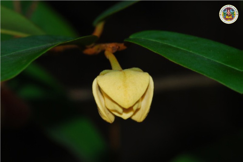 Meiogyne siamense