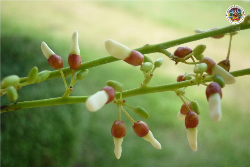 Millettia sericea