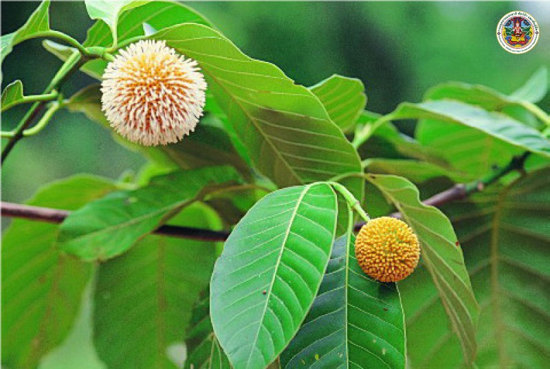 Mitrogyna diversifolia