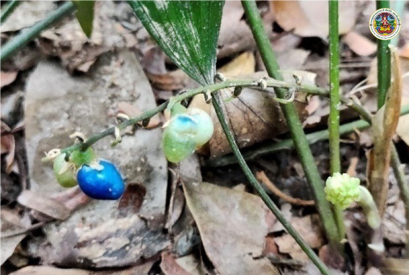 Molineria latifolia
