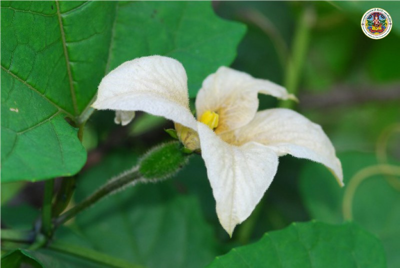 Momondica cochinchinensis