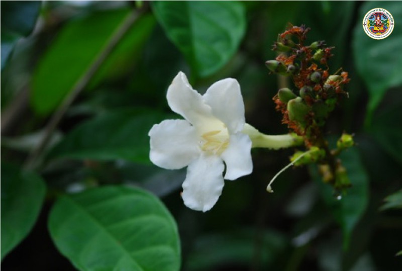 Nyctocalos brunfelsiflora