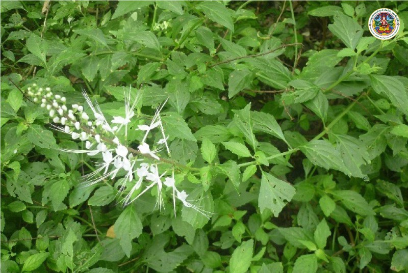 Orthosiphon aristatus