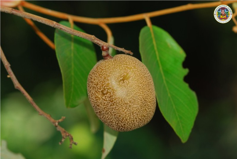 Parinaria namensis