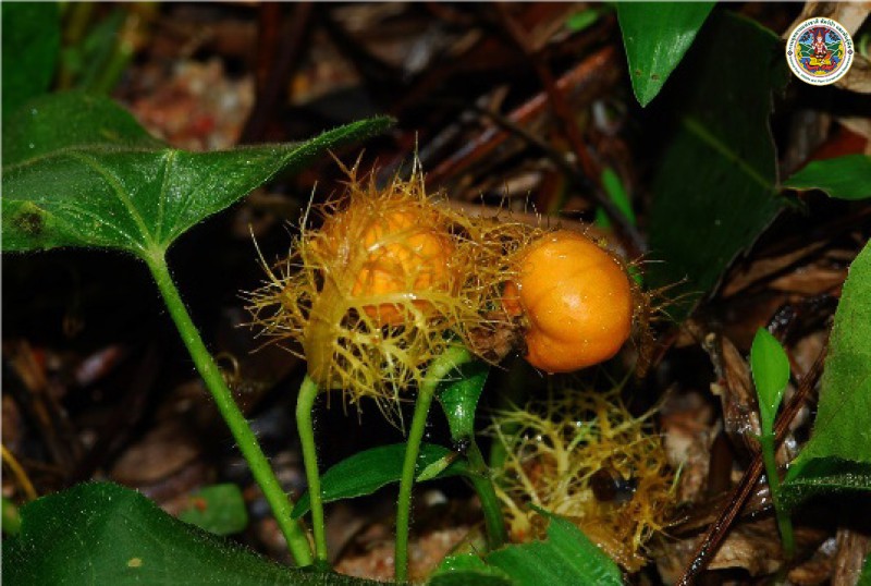 Passiflora foetida