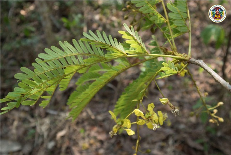 Peltophorum dasyrrachis