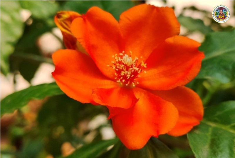 Pereskia bleo