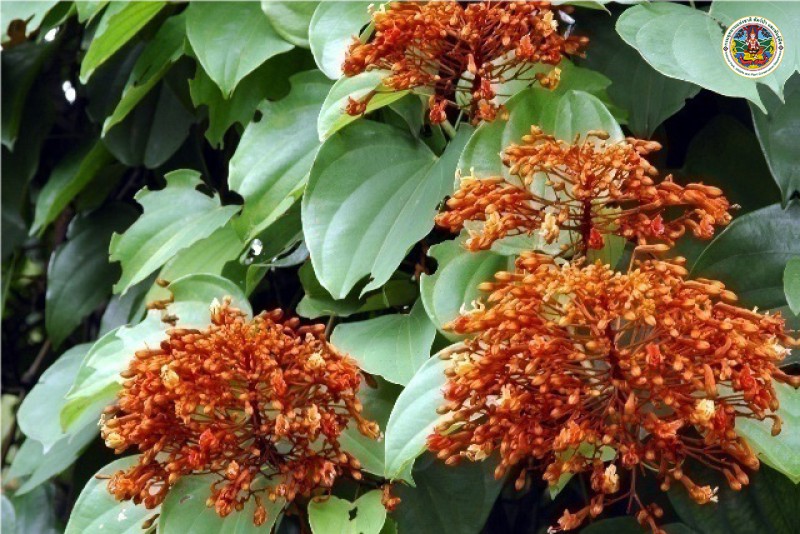 Phanera sirindhornine
