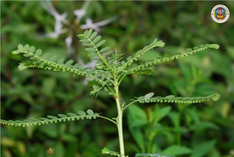 Phyllanthus amarus