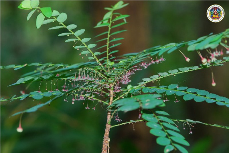 Phyllanthus pulcher