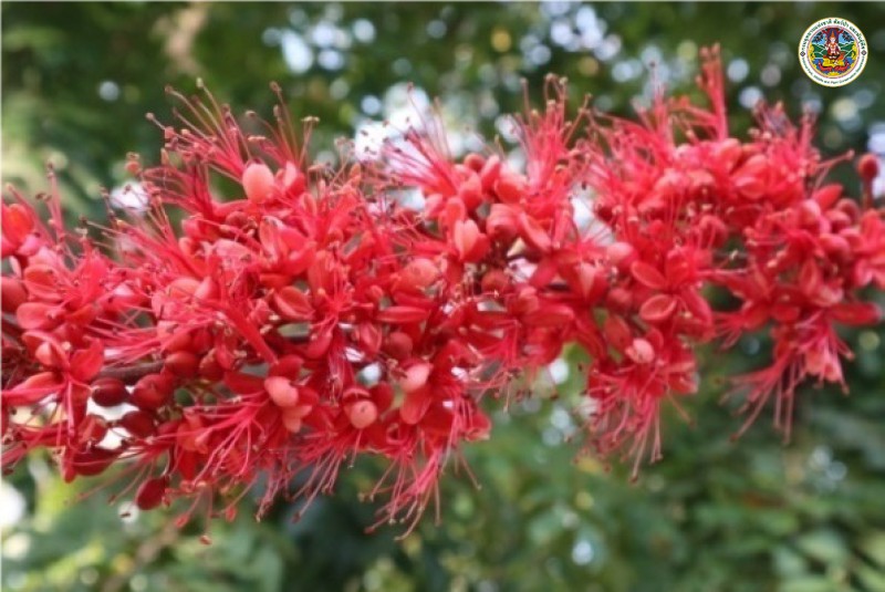Phyllocarpus septentrionalis