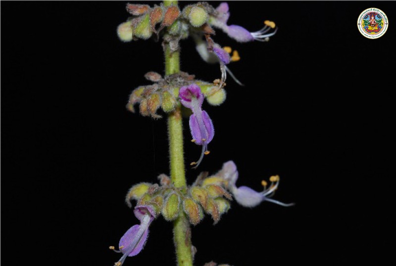 Plectranthus amboinicus