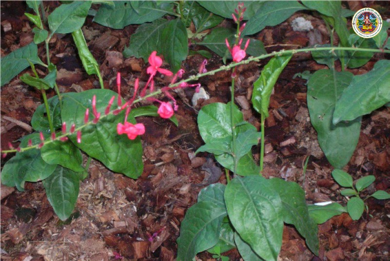 Plumbago indica