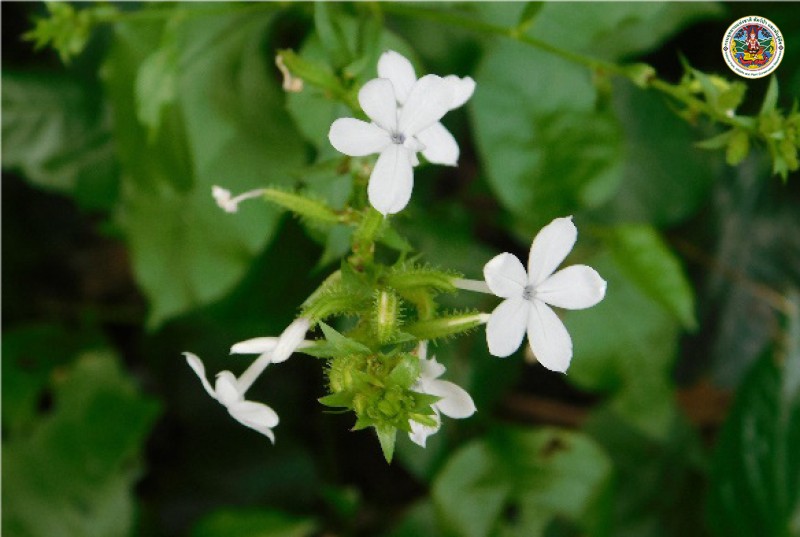 Plumbago zeylanica