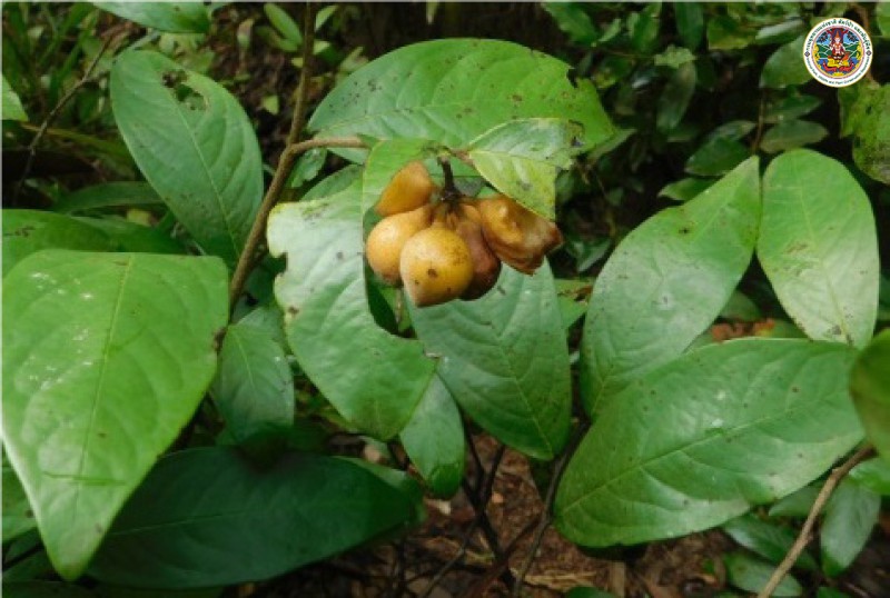 Polyalthia debilis
