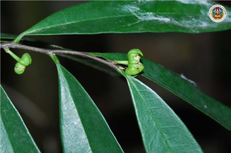 Polyalthis modesta