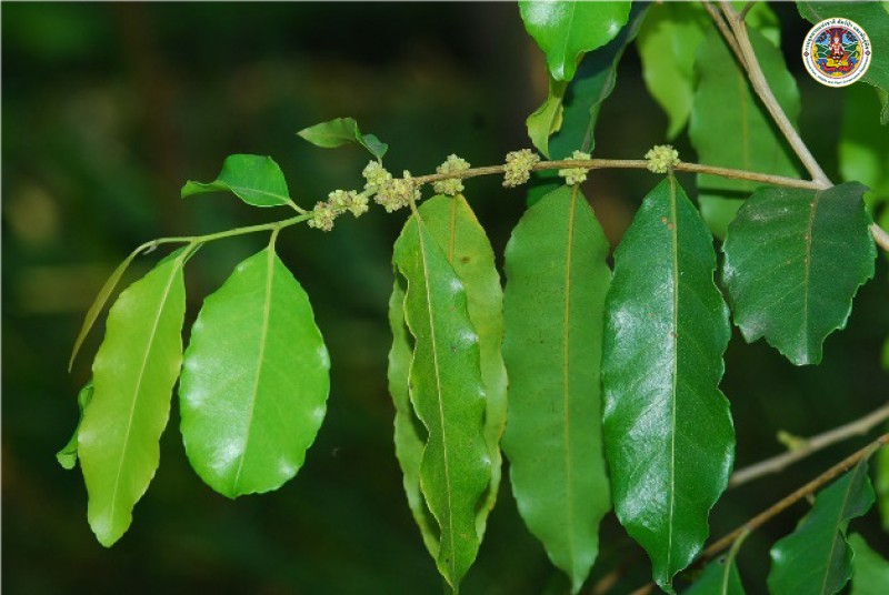 Putranjina roxburghi