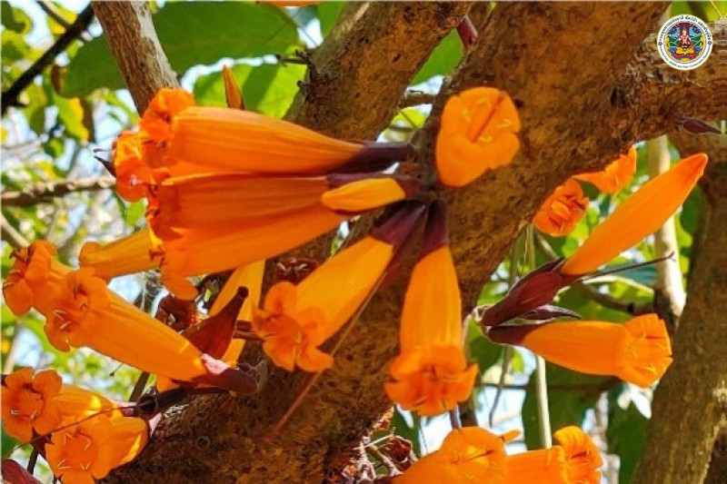 Radermachera hainanensis