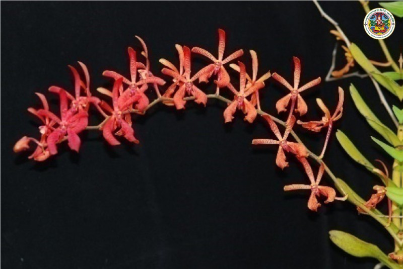 Renanthera coccinea