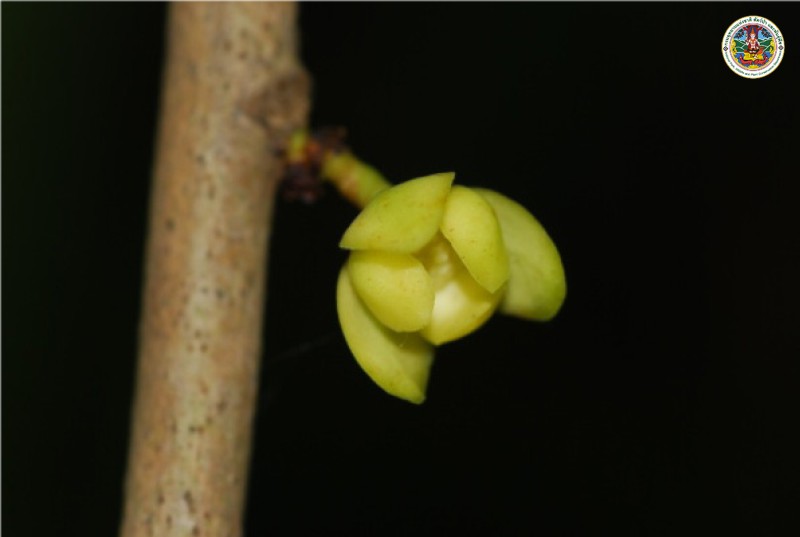 Sageraea elliptica