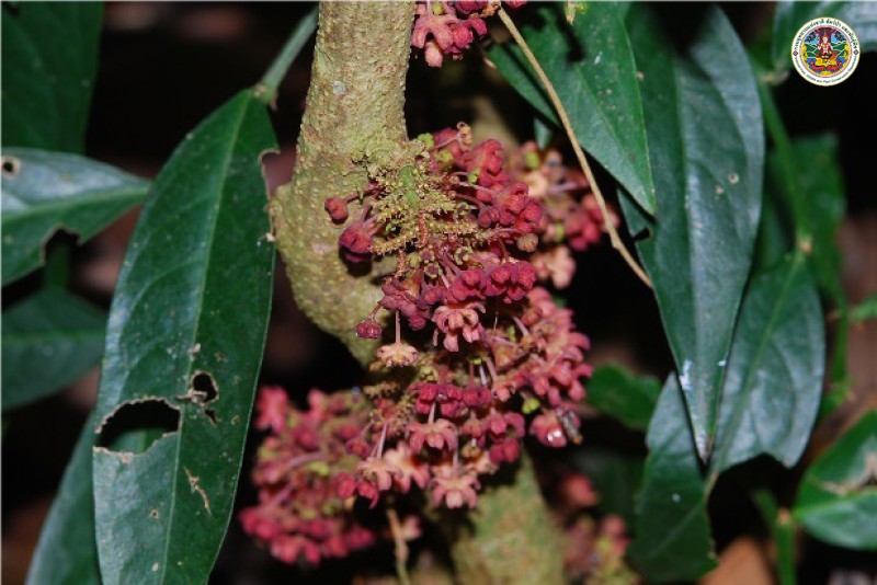 Sanropus thorelii 