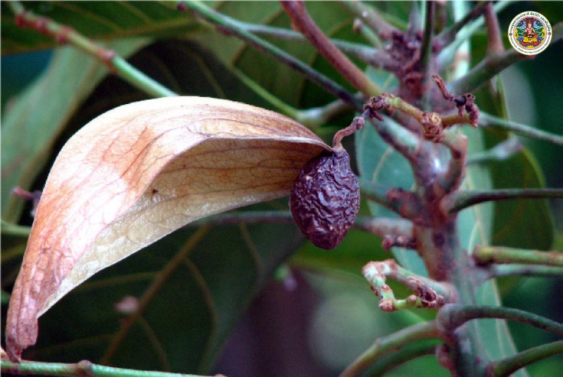 Scaphium affine