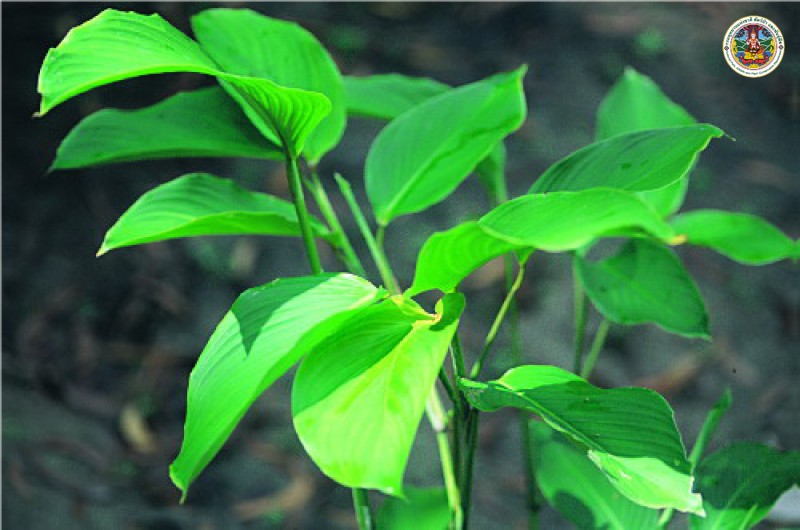 Schumannianthus dichotomus