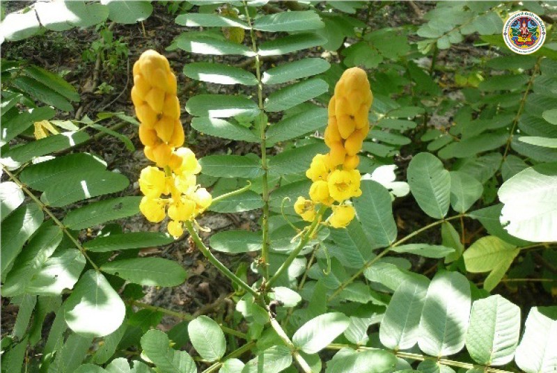 Senna alata