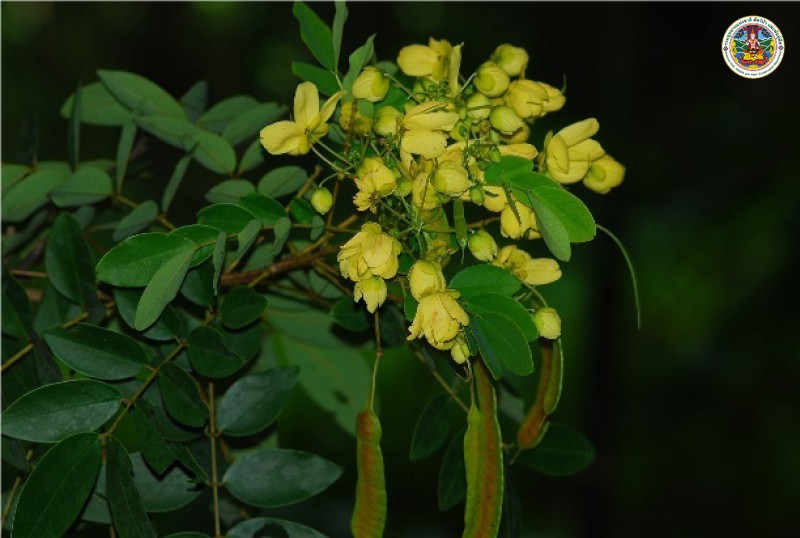 Senna surattensis