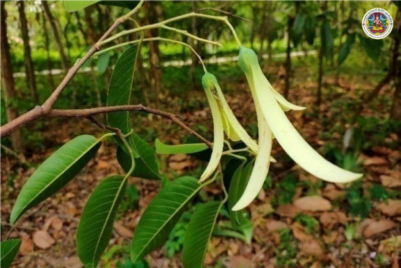 Shorea roxburghii