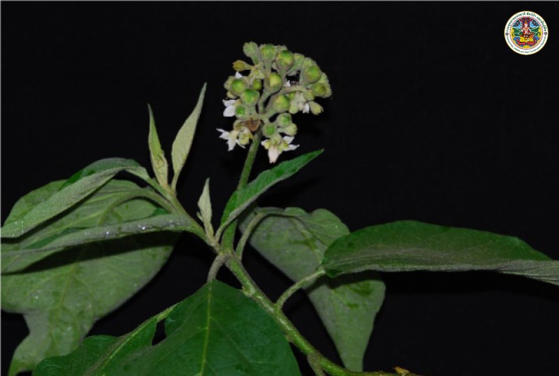 Solanum erianthum