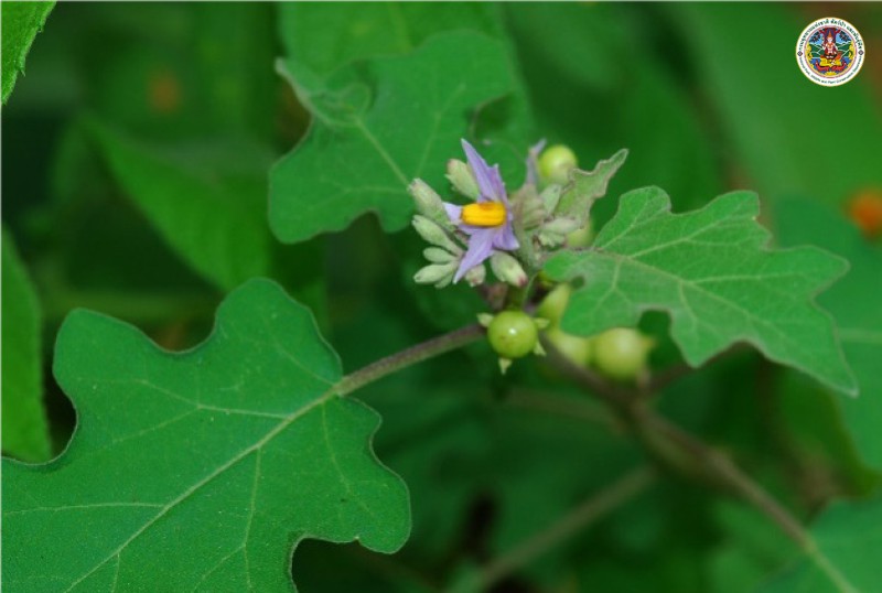 Solanum violaceum