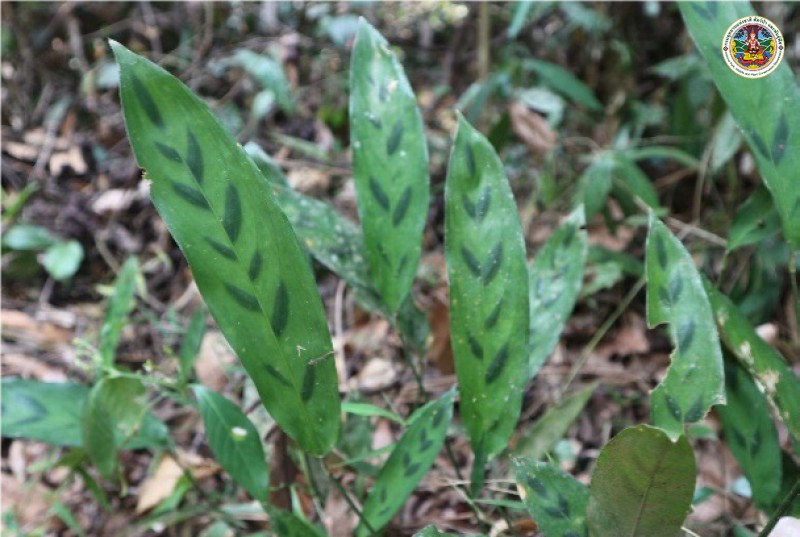 Stachyphrynium repens