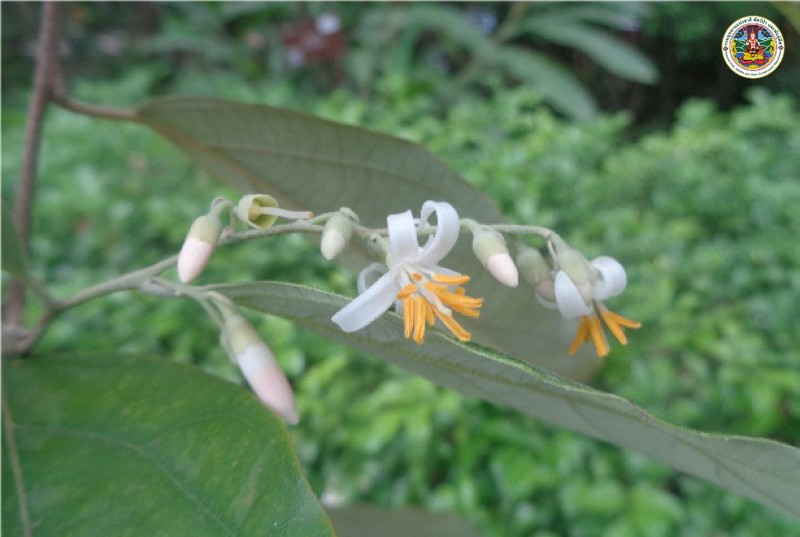 Styrax benzoides