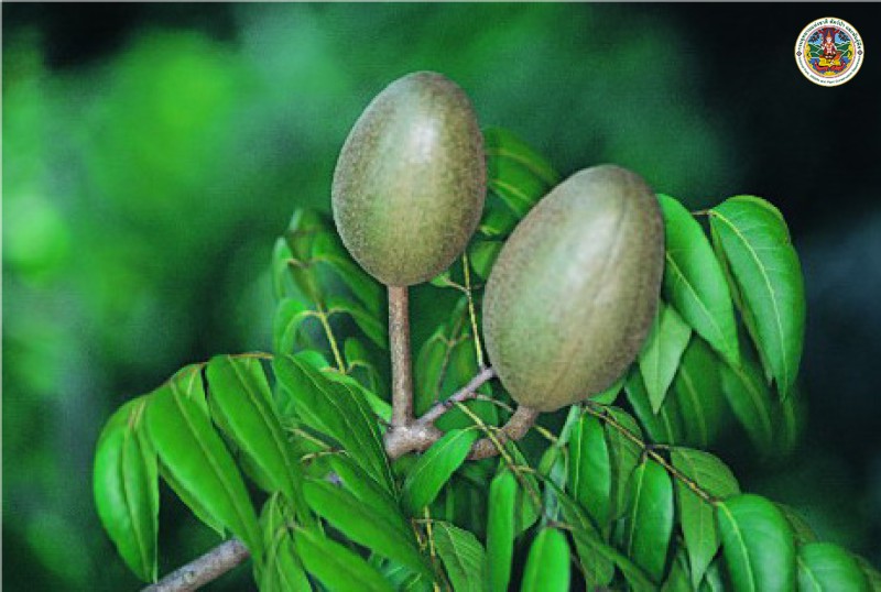 Swietenia mahagoni 