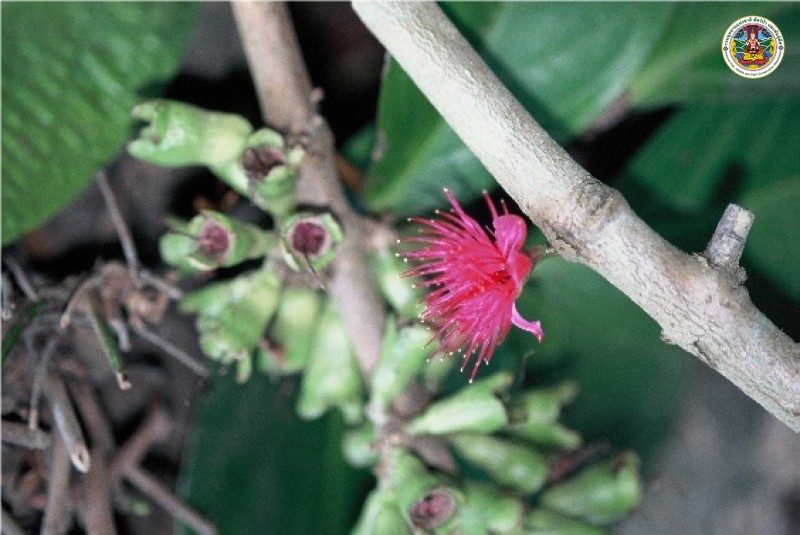 Syzygium malaccense