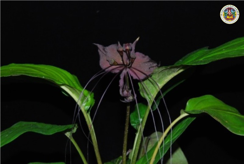 Tacca chantrieri