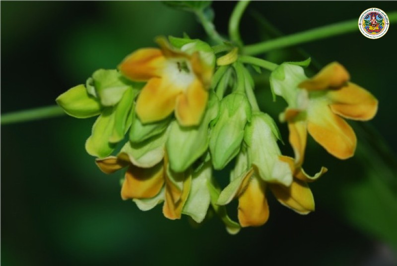 Telosma cordata