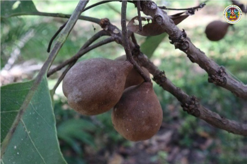 Terninalia bellirica