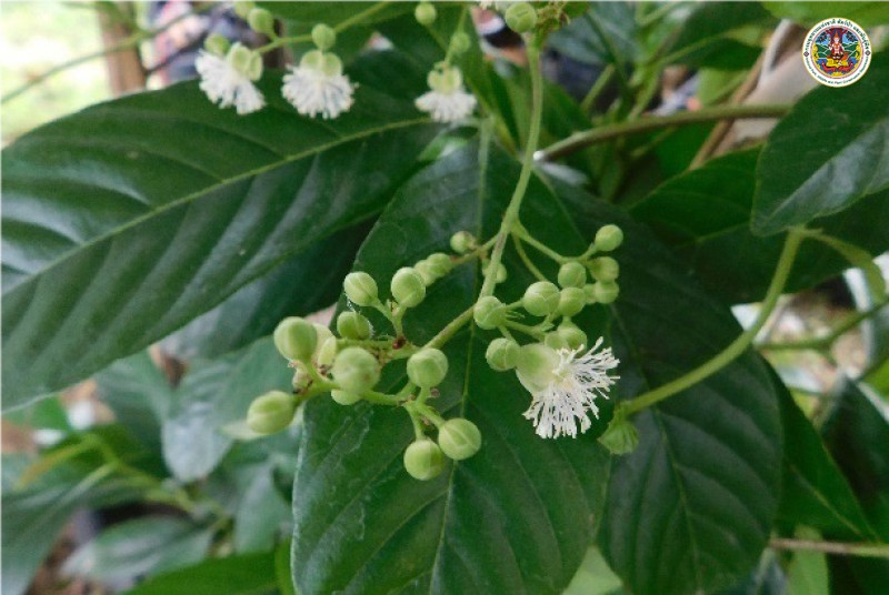 Tetracera loureiri