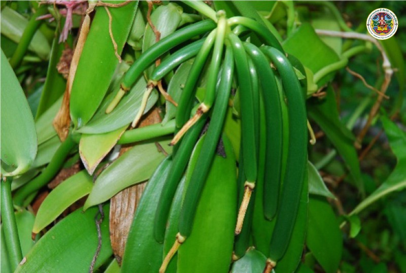 Vanilla planifolia