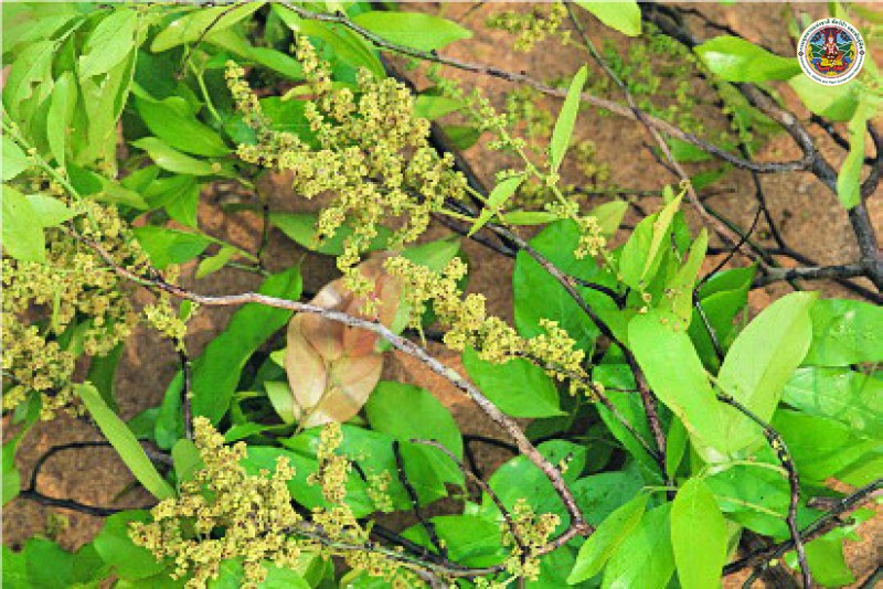 Ventilago harmandiana