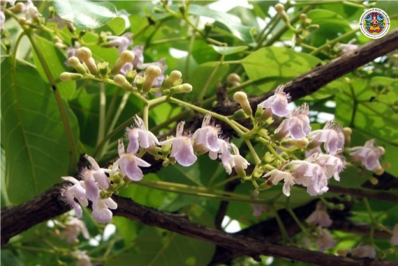 Viter glabrata
