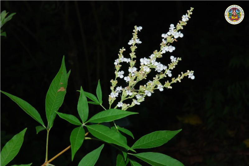 Vitex negundo