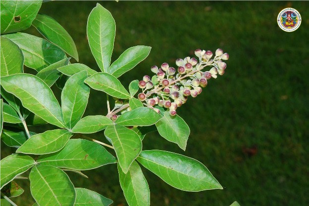 Vitex trifolia