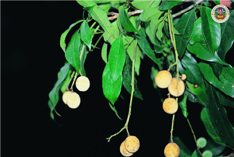 Walsura robusta